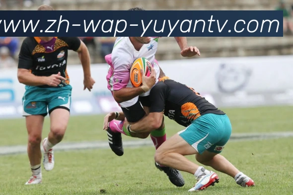 雨燕直播平台生态图